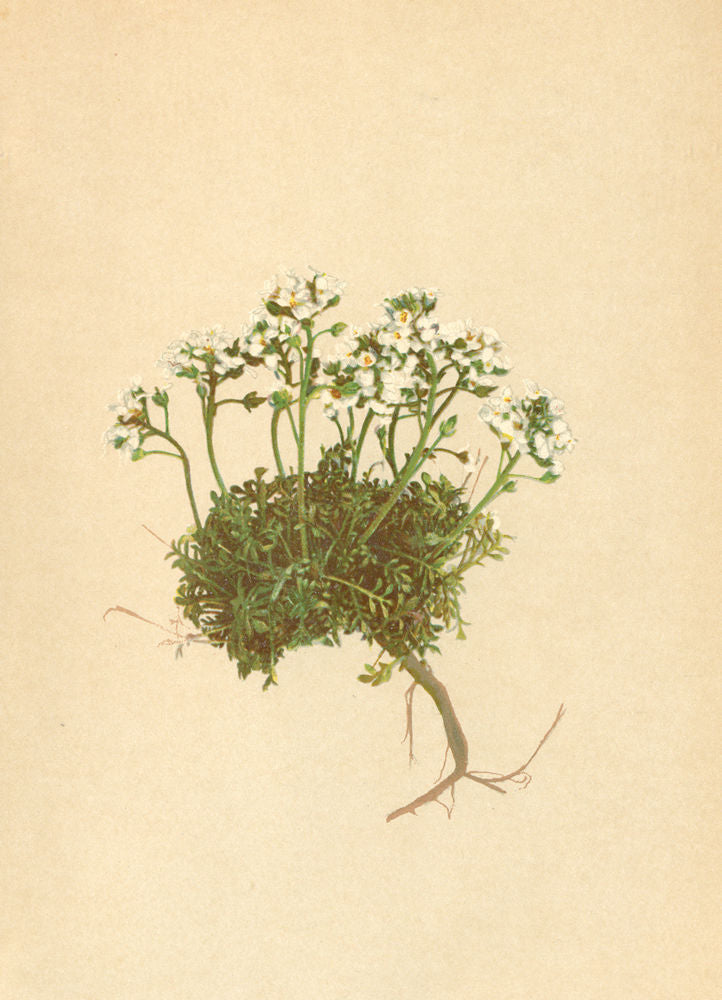ALPENFLORA ALPINE FLOWERS. Hutchinsia alpina (L. ) R. Br-Alpen-Felsenkresse 1897